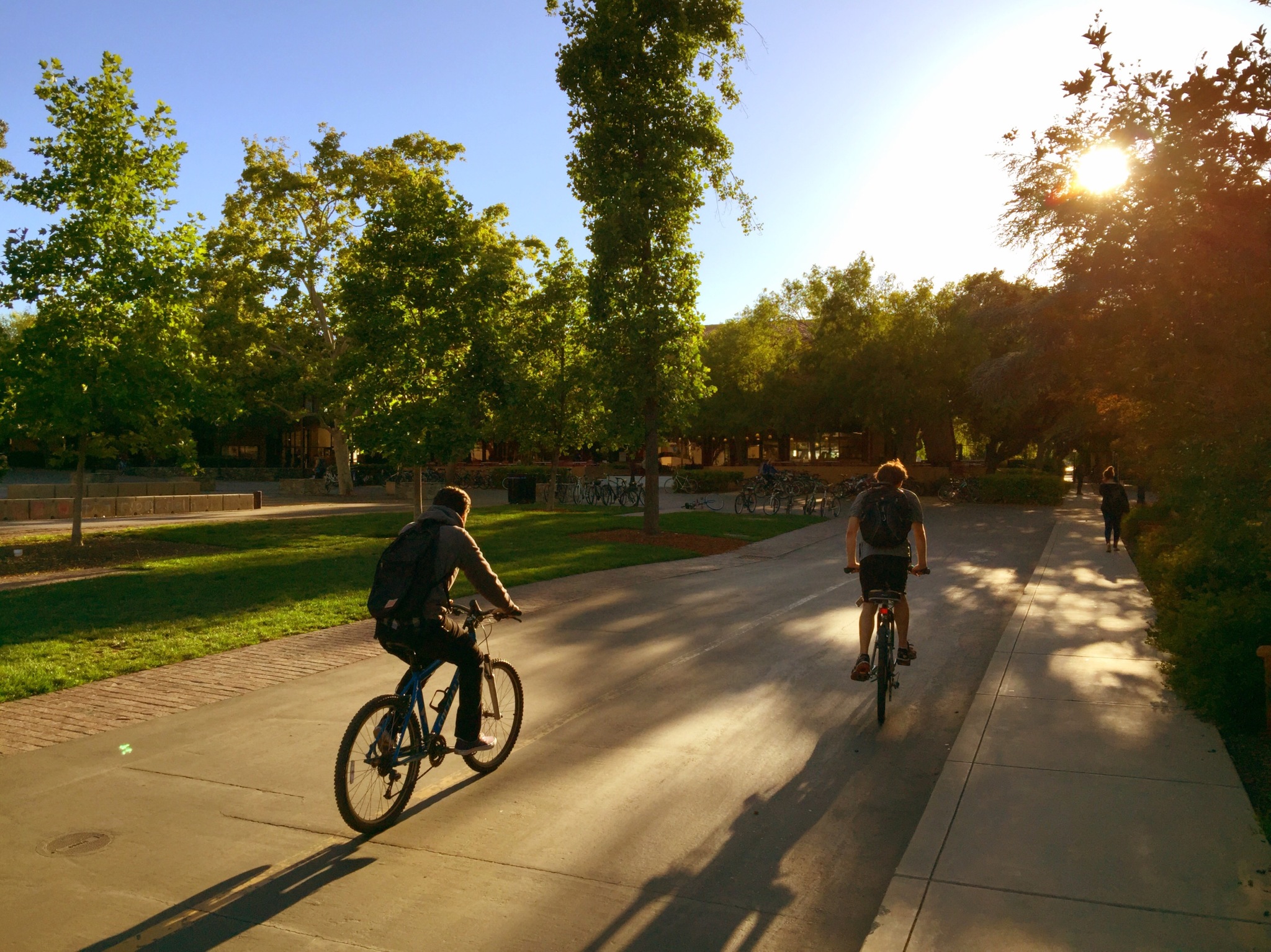 Bicyclists on the Stanford campus